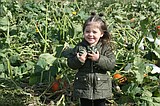 Fall traditions: Straw mazes, pumpkin patches opening