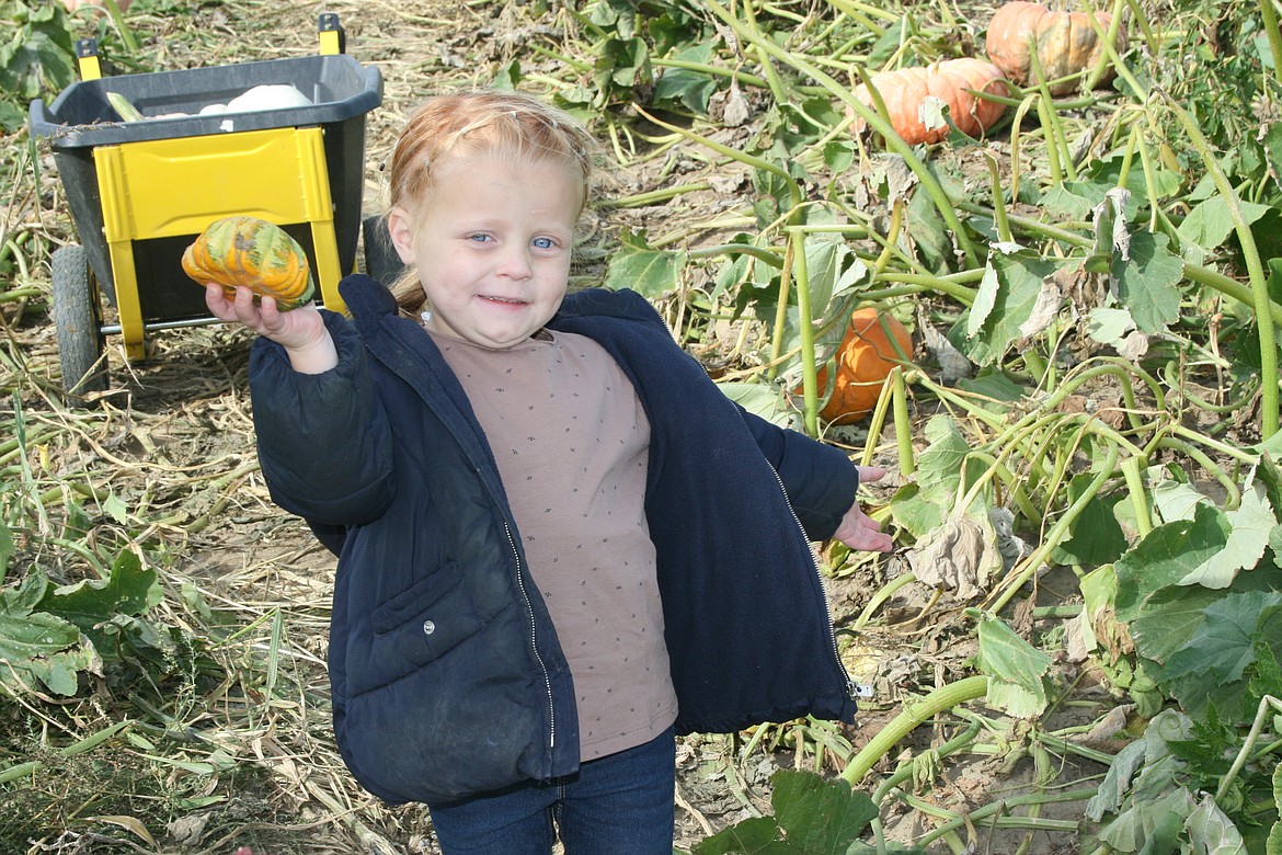 Poppy Christensen, Royal City, shows off her very own pumpkin from the pumpkin patch at Mickle Farms near Royal City. With fall officially here and Halloween approaching, it's the season of pumpkin patches and straw mazes.