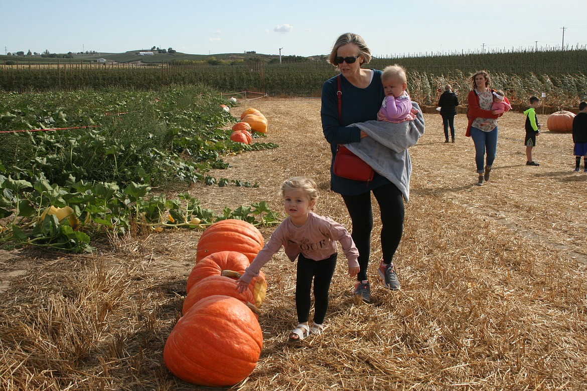 Andi Albertson, Eagle Mountain, Utah, checks out the big pumpkins on the way to the patch at Mickle Farms to find her own personal pumpkin. She is accompanied by her grandmother Kelly Albertson, Royal City.