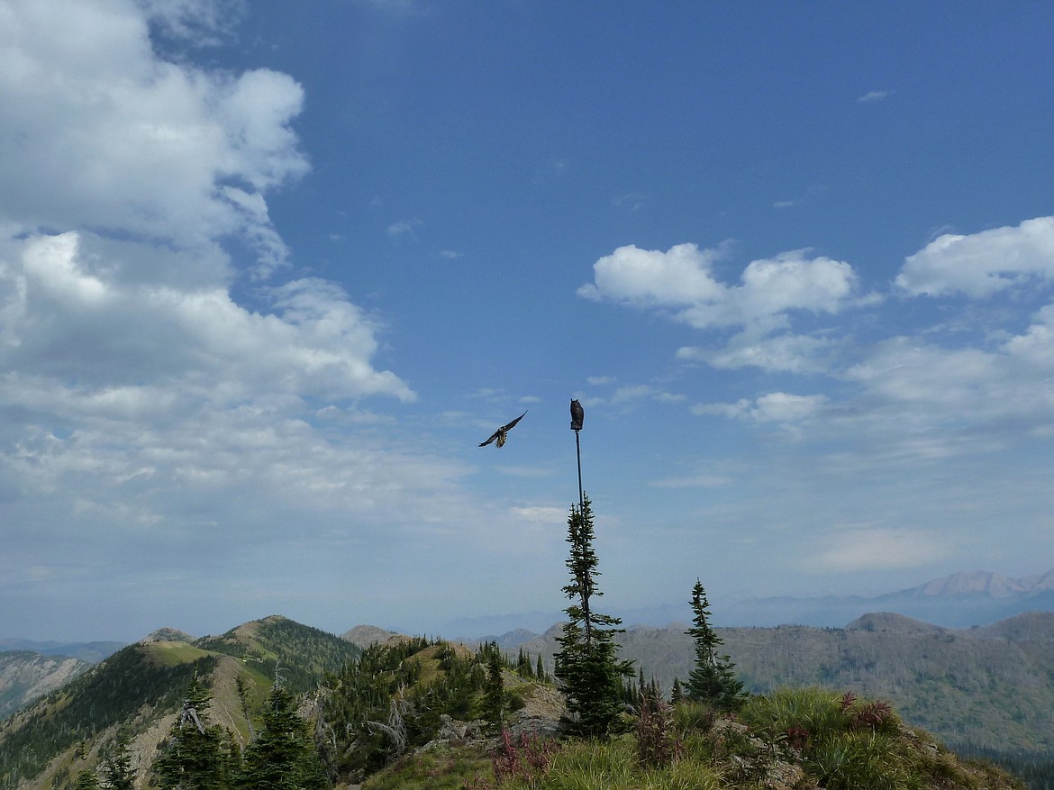 A peregrine falcon takes a swipe at the owl decoy set up at the Jewel Basin Hawk Watch survey site.