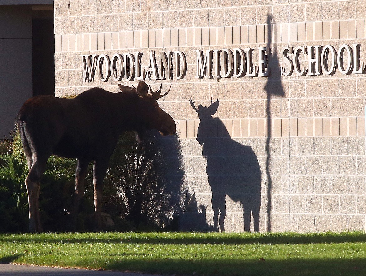 A bull moose stands in front of Woodland Middle School in Coeur d'Alene on Tuesday.