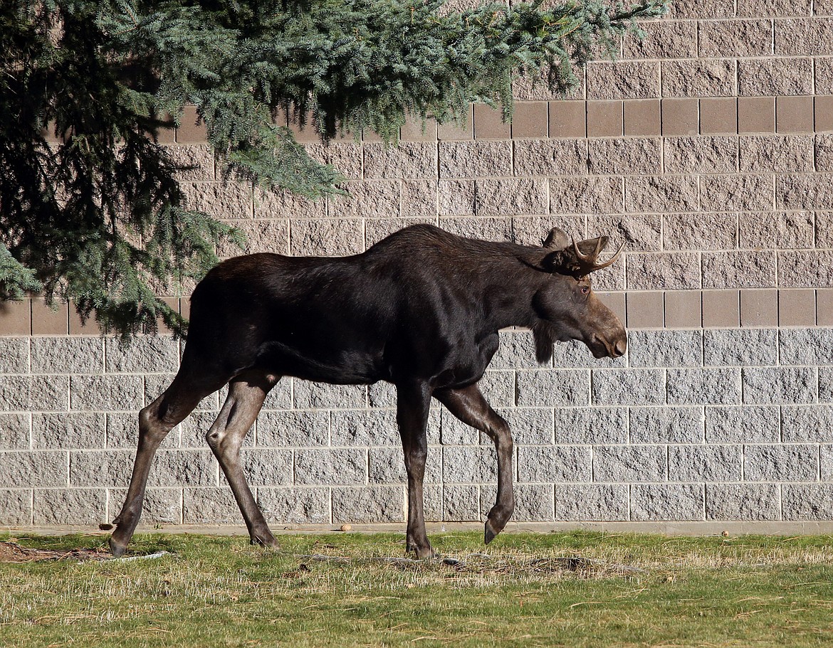 A bull moose walks along the side of Woodland Middle School in Coeur d'Alene on Tuesday.