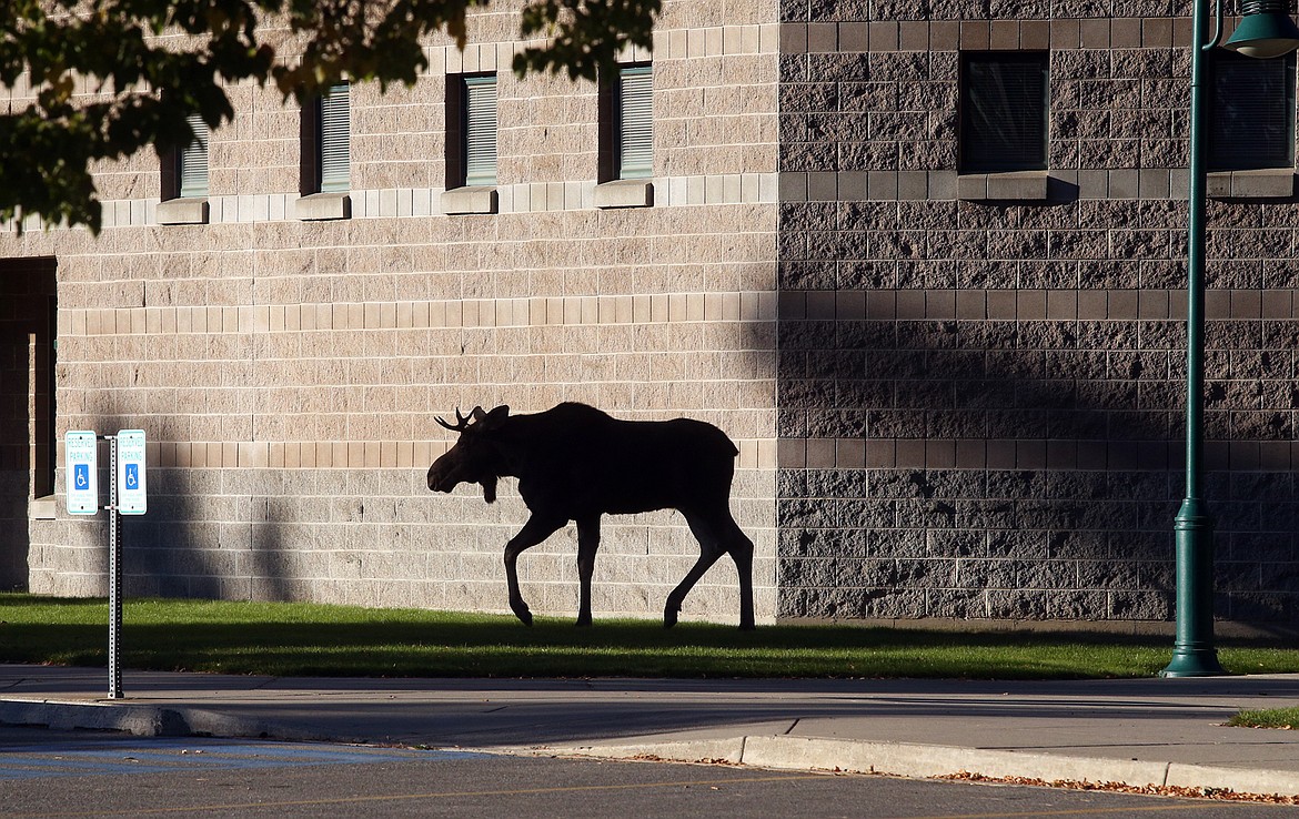 A bull moose is silhouetted as it walks in front of Woodland Middle School in Coeur d'Alene on Tuesday.