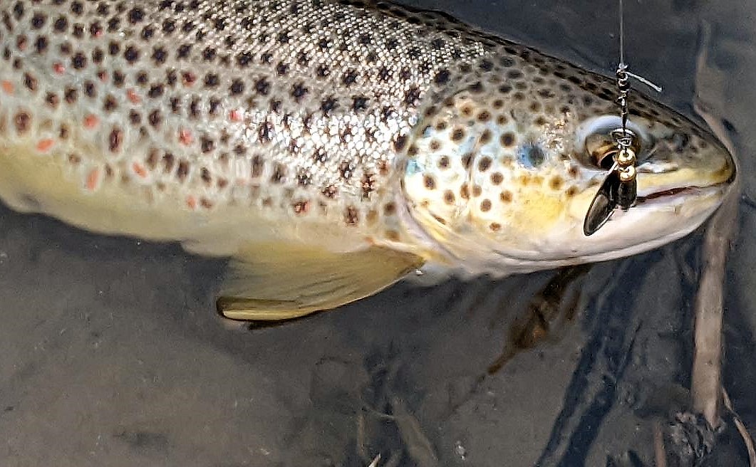 This brown trout was caught on a spinner.