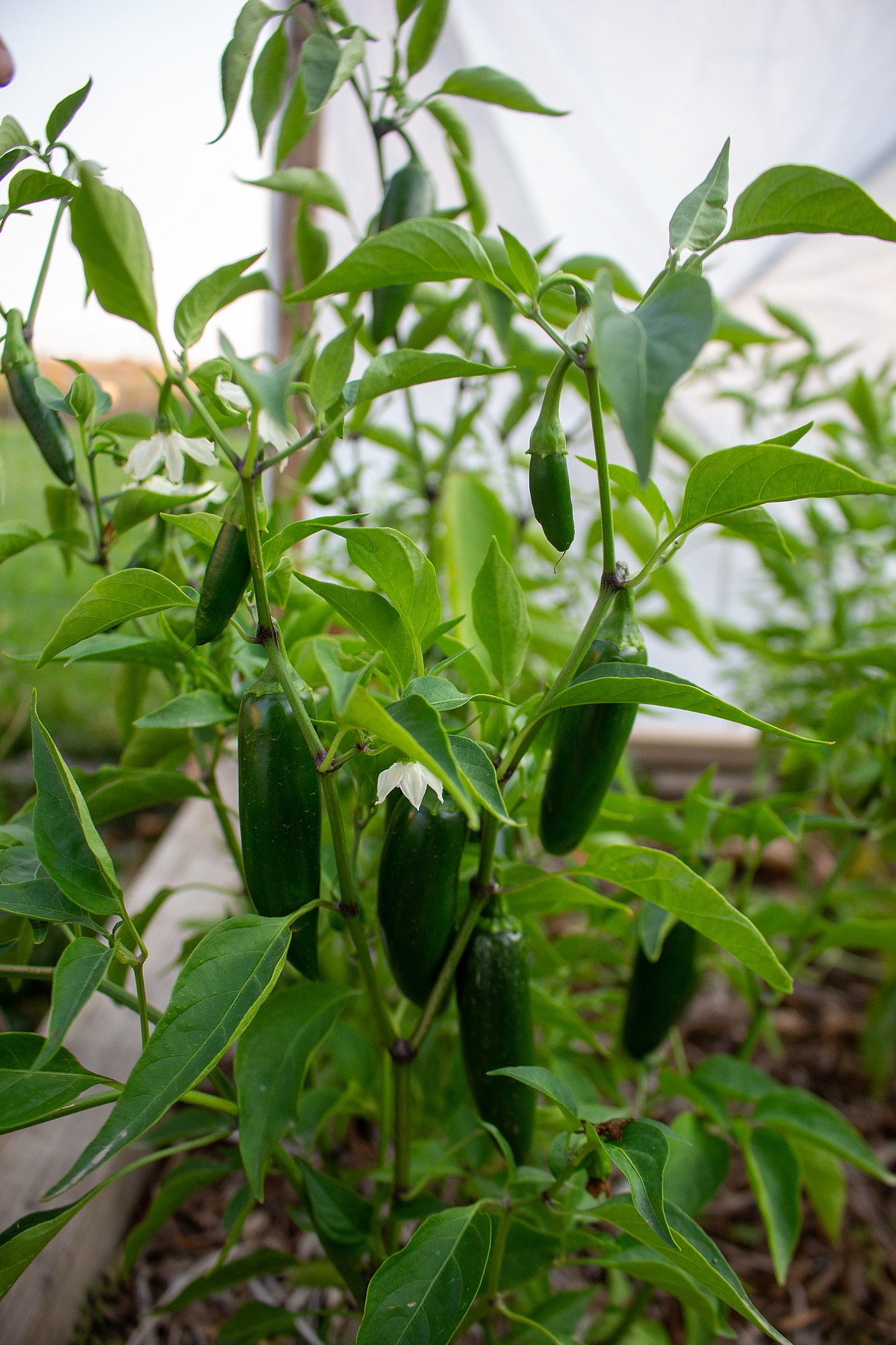 Peppers are one of the main things Justin Henley of Moses Lake is hoping to keep as a perennial  plant inside his recently installed greenhouse instead of starting fresh each spring.