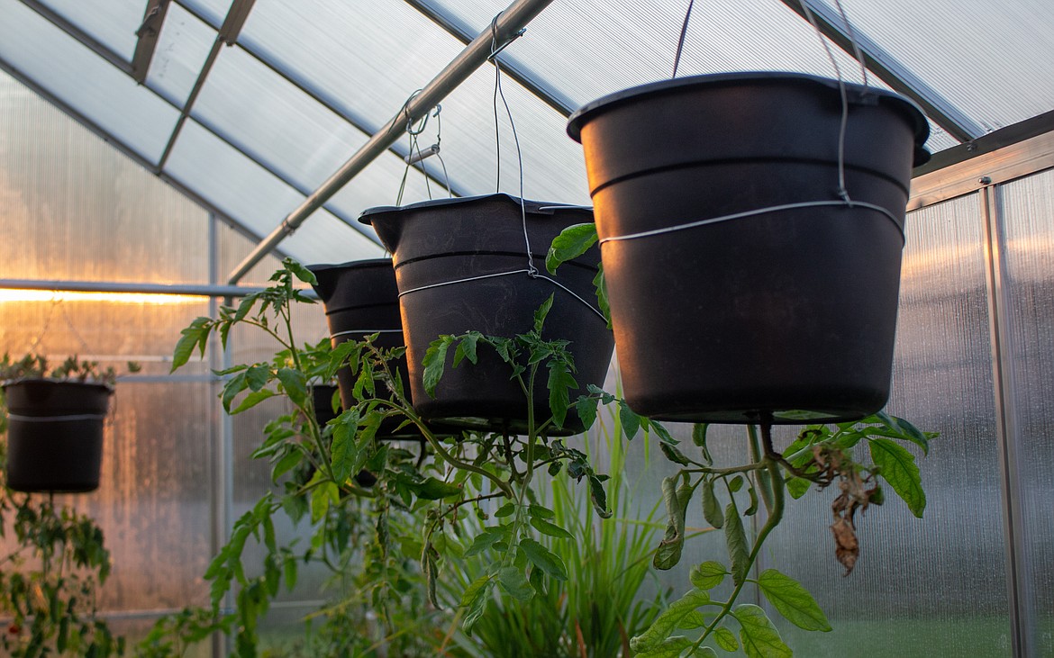 Upside-down hanging tomato plants are one of the first additions to the new greenhouse for Justin Henley of Moses Lake after recently installing the new building in his backyard.