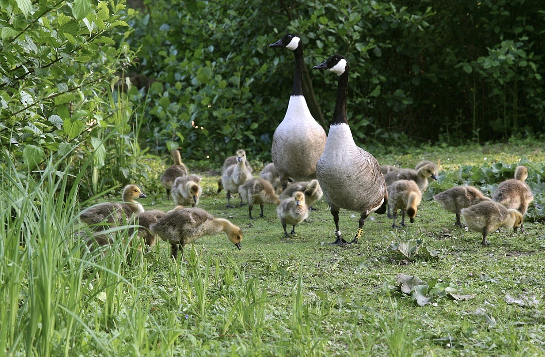 Canada geese