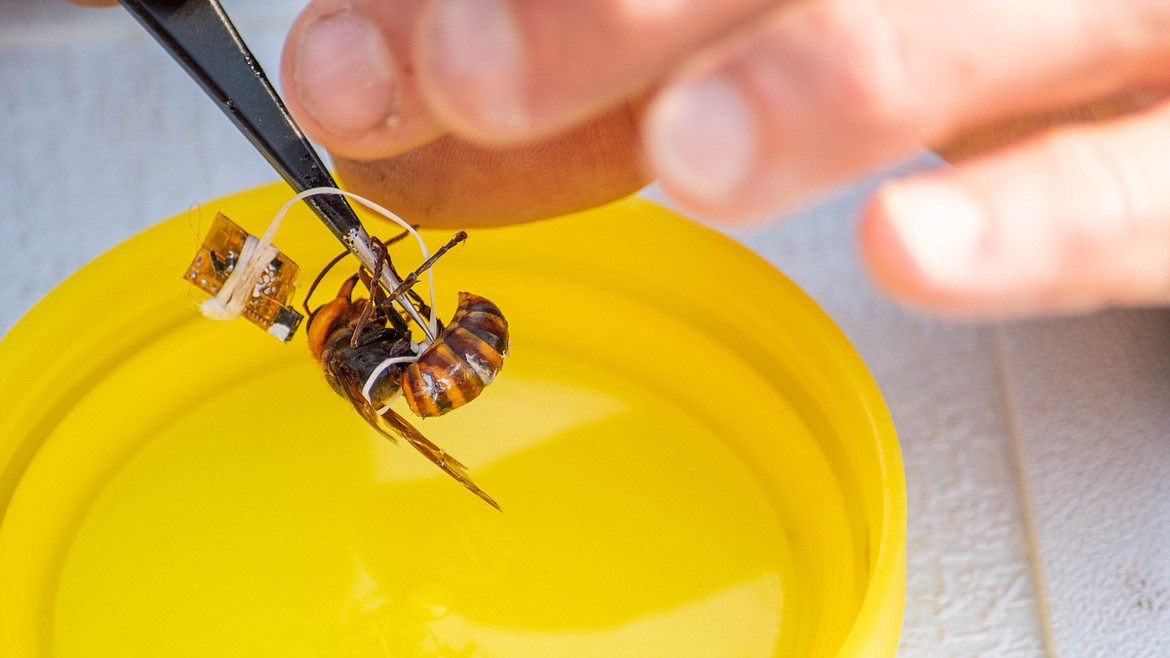 A live but somewhat sedated Asian giant hornet with a tracking chip tied around her.