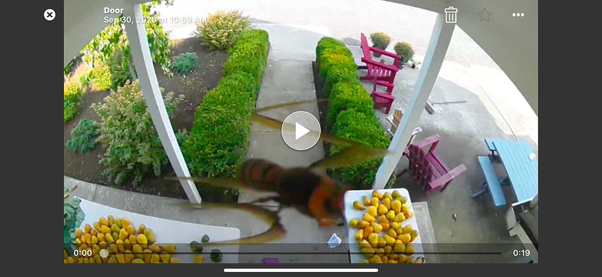 The somewhat blurry photo of an Asian giant hornet caught by the doorbell cam of a home east of Blaine in late September.