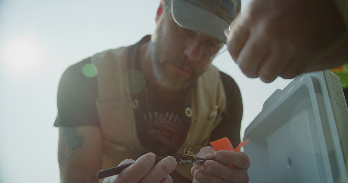 WSDA researcher Chris Looney attempting to glue a tracking chip to the back of a sedated Asian giant hornet.