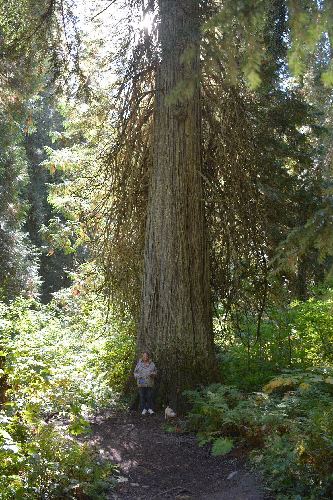 Western Red Cedar are native only to the Northwest and grow to gigantic proportions in Rock Creek Cedars Grove