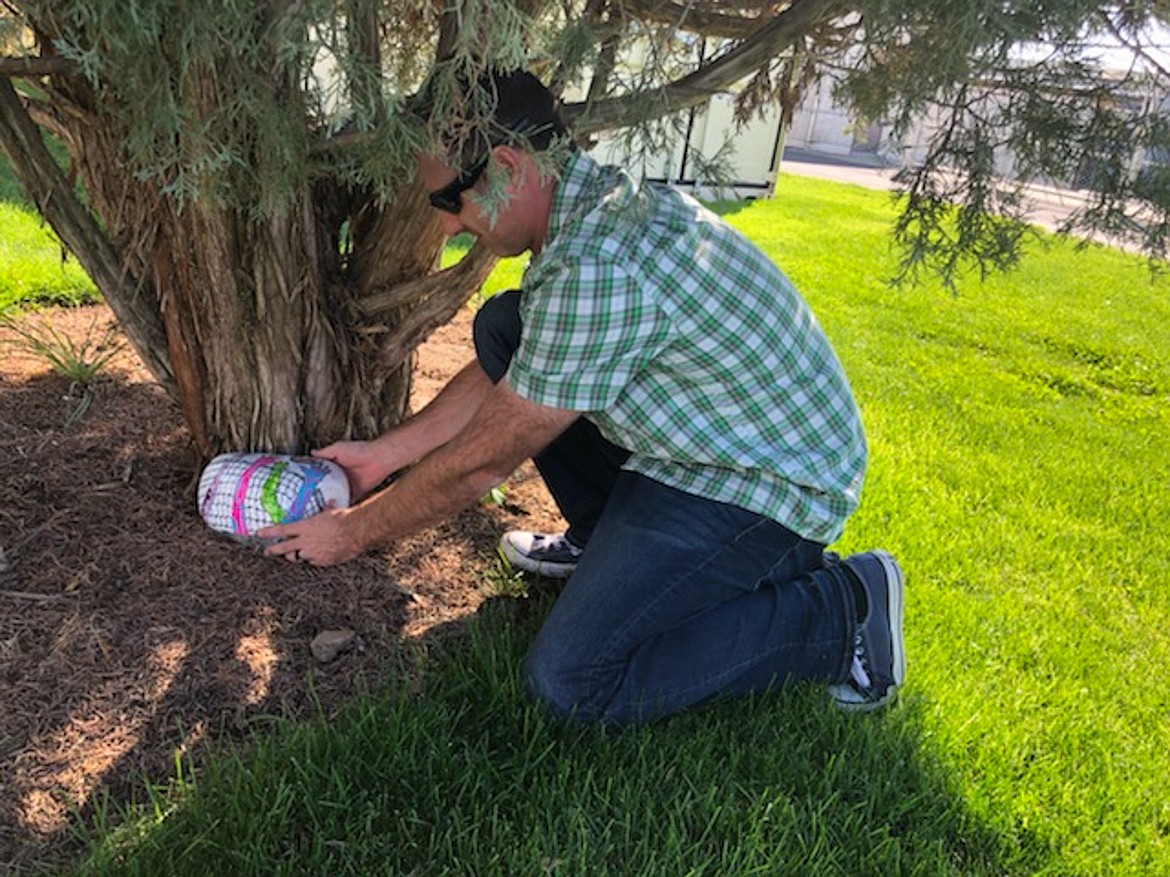 Recreation supervisor Tom Los hides a rock at one of the parks in Moses Lake as part of his new event, Parks Bingo Scavenger Hunt, before the event got underway at the beginning of October.