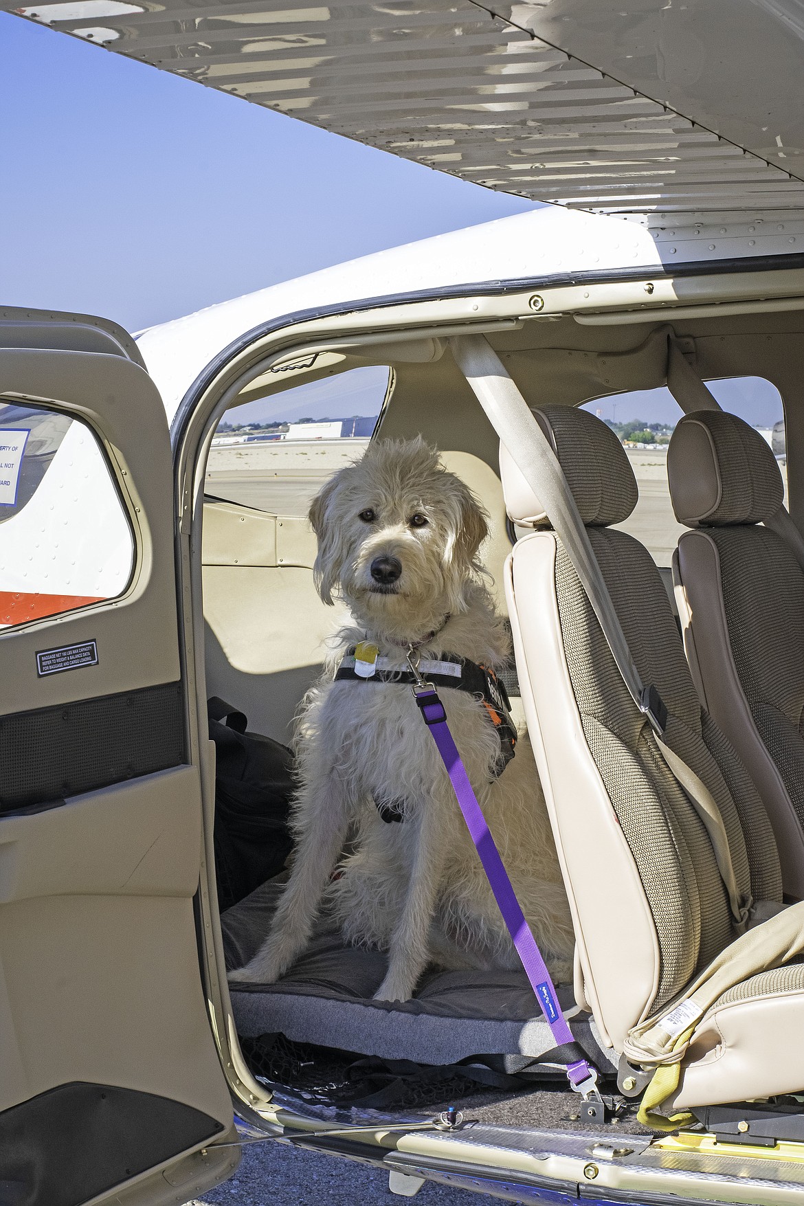 Daytona sits securely in her safety harness attached to the seat belt connector in the CAP plane. Photo courtesy Donald Morgan.