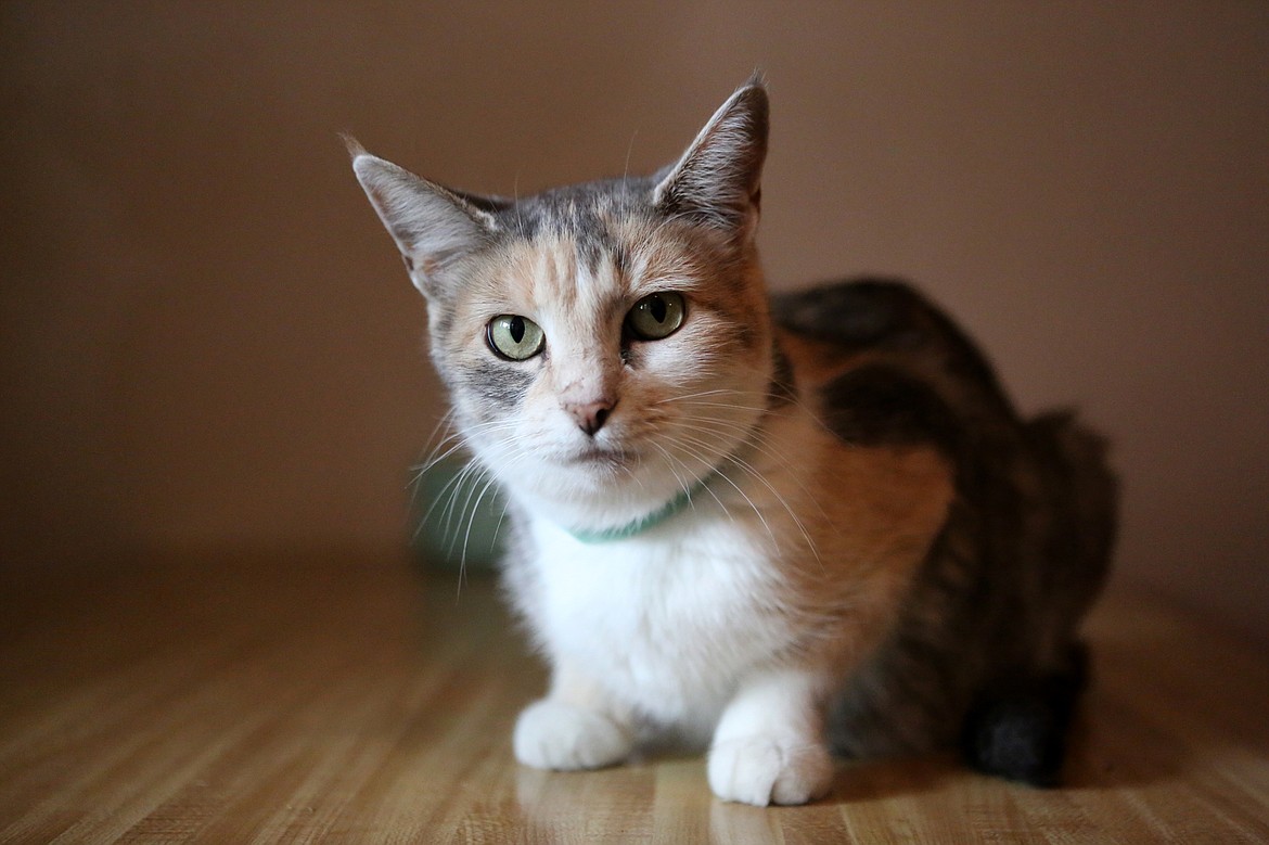 Sunflower, a dilute calico, recently gave birth to nine kittens. She and her litter were taken in by Kitty MOM's Rescue and cared for by volunteer foster parent, Lisa Benvenuto. 
Mackenzie Reiss/Daily Inter Lake