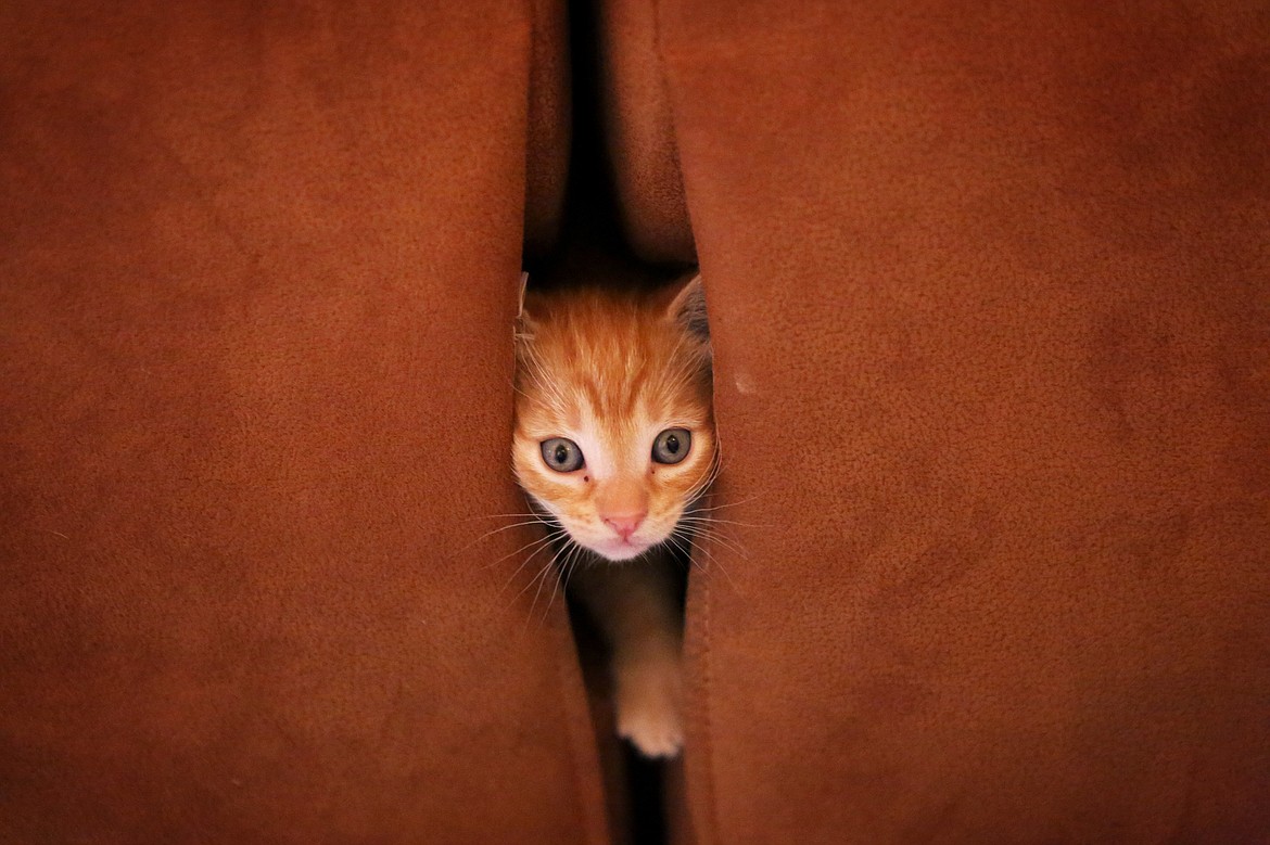 A tabby kitten pokes its head out between the couch cushions at Lisa Benvenuto's home. Benvenuto and Kitty MOM's founder, Darcy Albert, vaccinated all nine kittens in the litter and the mother cat on Sept. 24. 
Mackenzie Reiss/Daily Inter Lake
