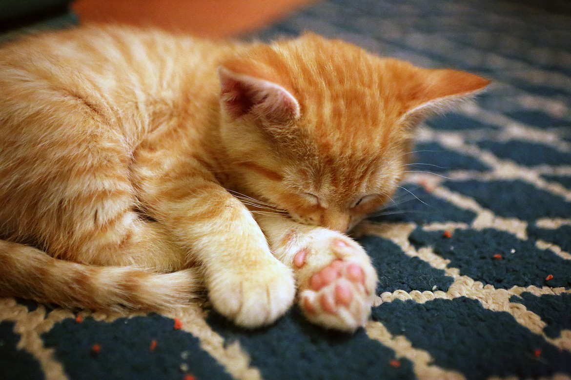 An orange tabby catches some shut-eye while its brothers and sisters get vaccinated on Sept. 24. 
Mackenzie Reiss/Daily Inter Lake