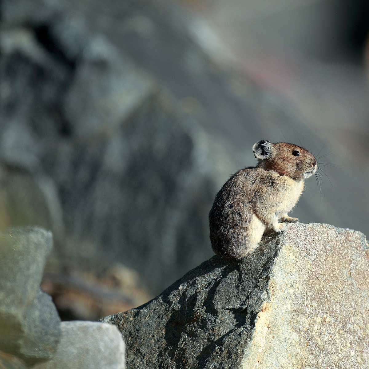 Pikas: “Little Chief Hare” of the mountains | Bonners Ferry Herald