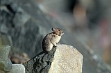 Pikas: “Little Chief Hare” of the mountains