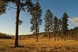 Study: Climate change, severe fires, threaten iconic pines