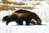 Feds say wolverine doesn’t warrant listing, lawsuit promised