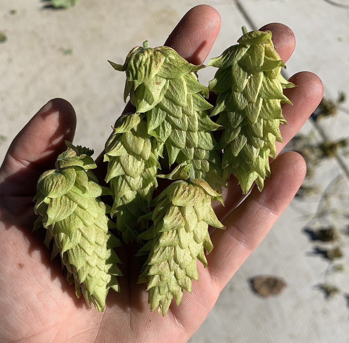 The cone-shaped flower of the hops plant is what is used to flavor beer.