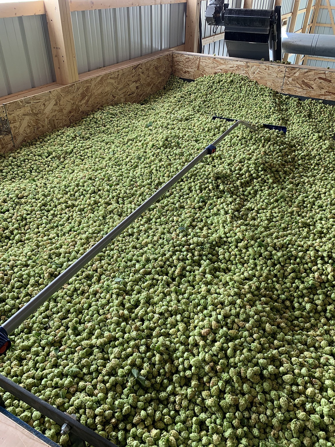 After being separated from the rest of the plant, the hops flowers are dried before being processed into pellets.