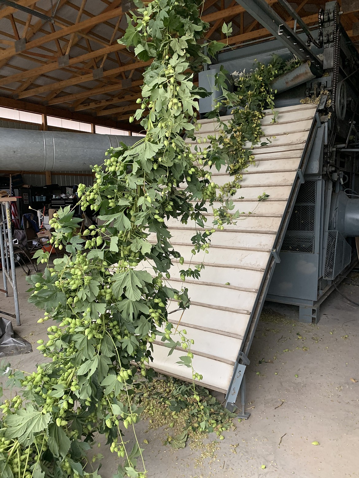 The 18-foot long hops plants are fed through the processor to separate the flowers from the rest of the plant.