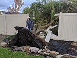 Windstorm knocks down trees, knocks out power