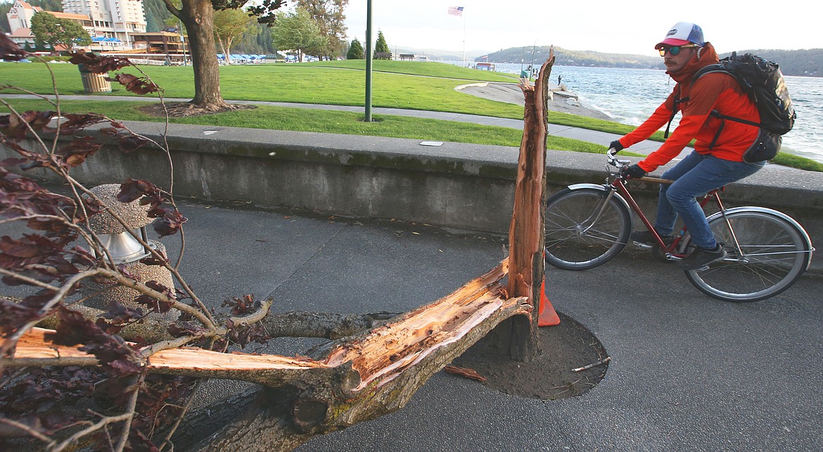 Terry Brinton rides past fallen trees at City Park Tuesday.