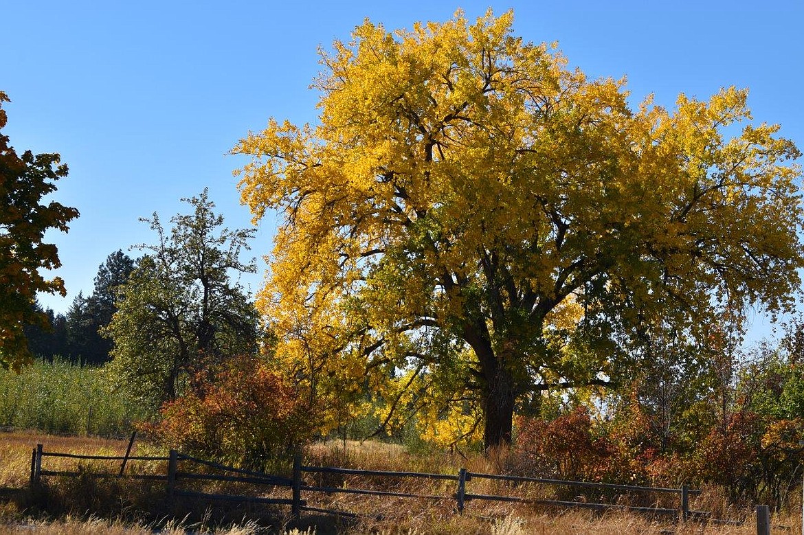 During a recent 'adventure drive," Robert Kalberg captured the fall beauty on Kootenai Trail Road.