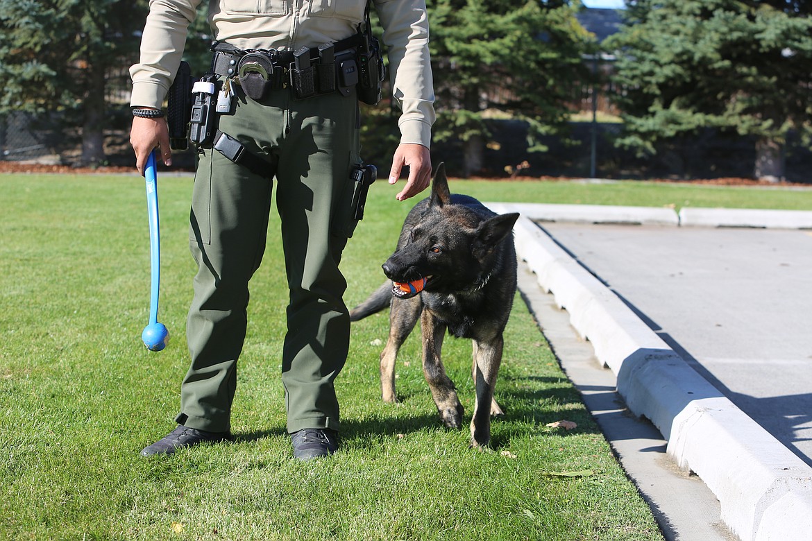 Zedd, a four-year-old German shepherd, spent his early years as a private security dog for Spokane resident Mitch Ackerman. Eventually, Ackerman decided that Zedd wasn't meeting his full potential, and began looking for a law enforcement agency to take him on. In August, Zedd hit the streets of Grant County with his handler, Deputy Luis Jimenez.