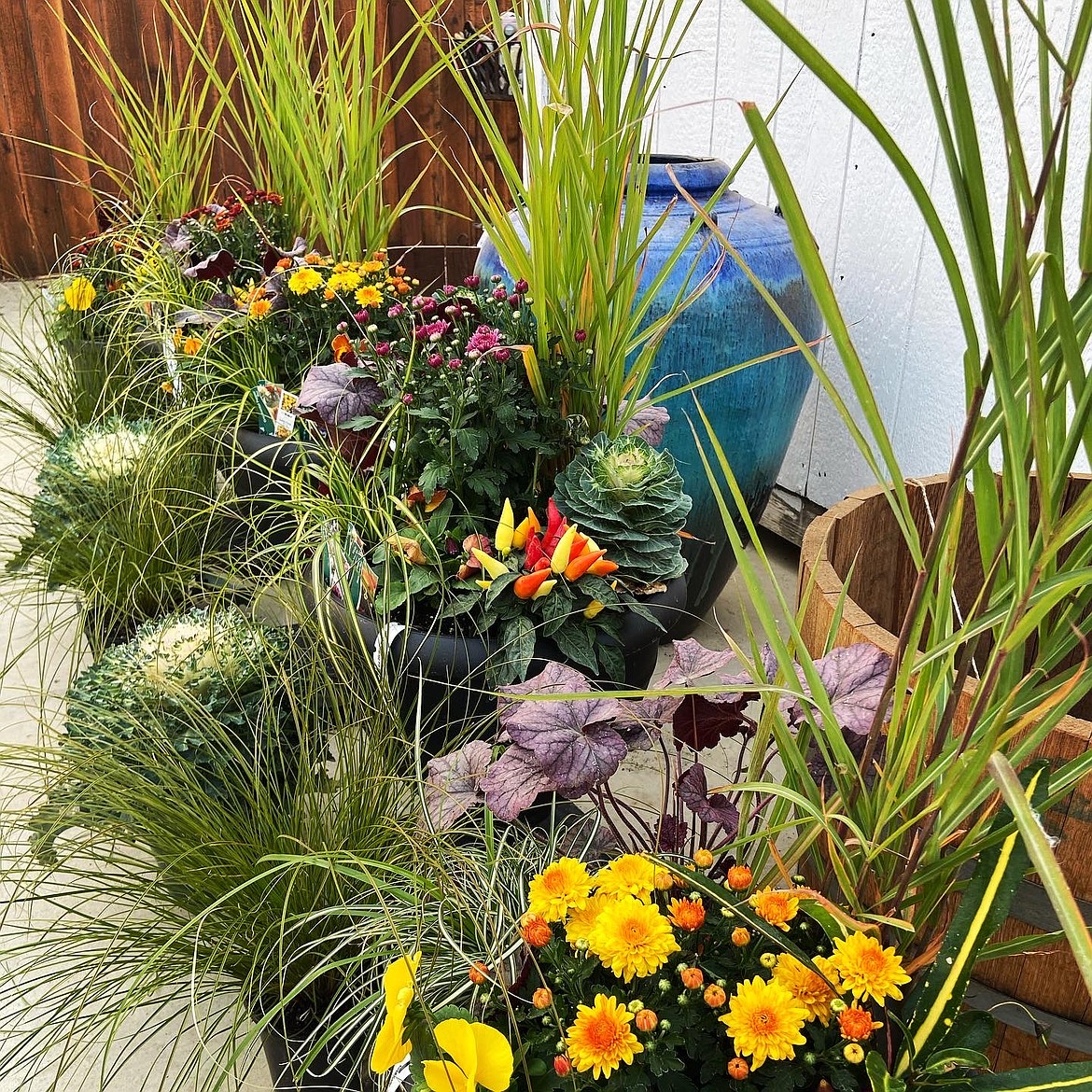 A variety of flowers and grasses are on display in pots at Emerald Desert Nursery, in Quincy.