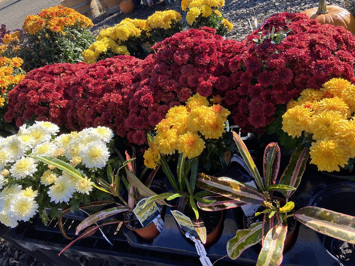 The fall season offers plants and flowers in a wide variety of shapes and colors.