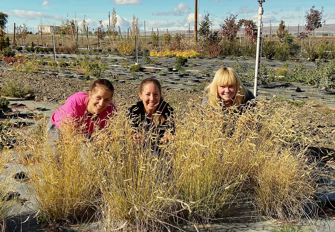 (Left to right) Allison Razey, Daryl-Ann Cole and Katherine Moore, employees of Emerald Desert Nursery, in Quincy, show off some of the plants available at the nursery.