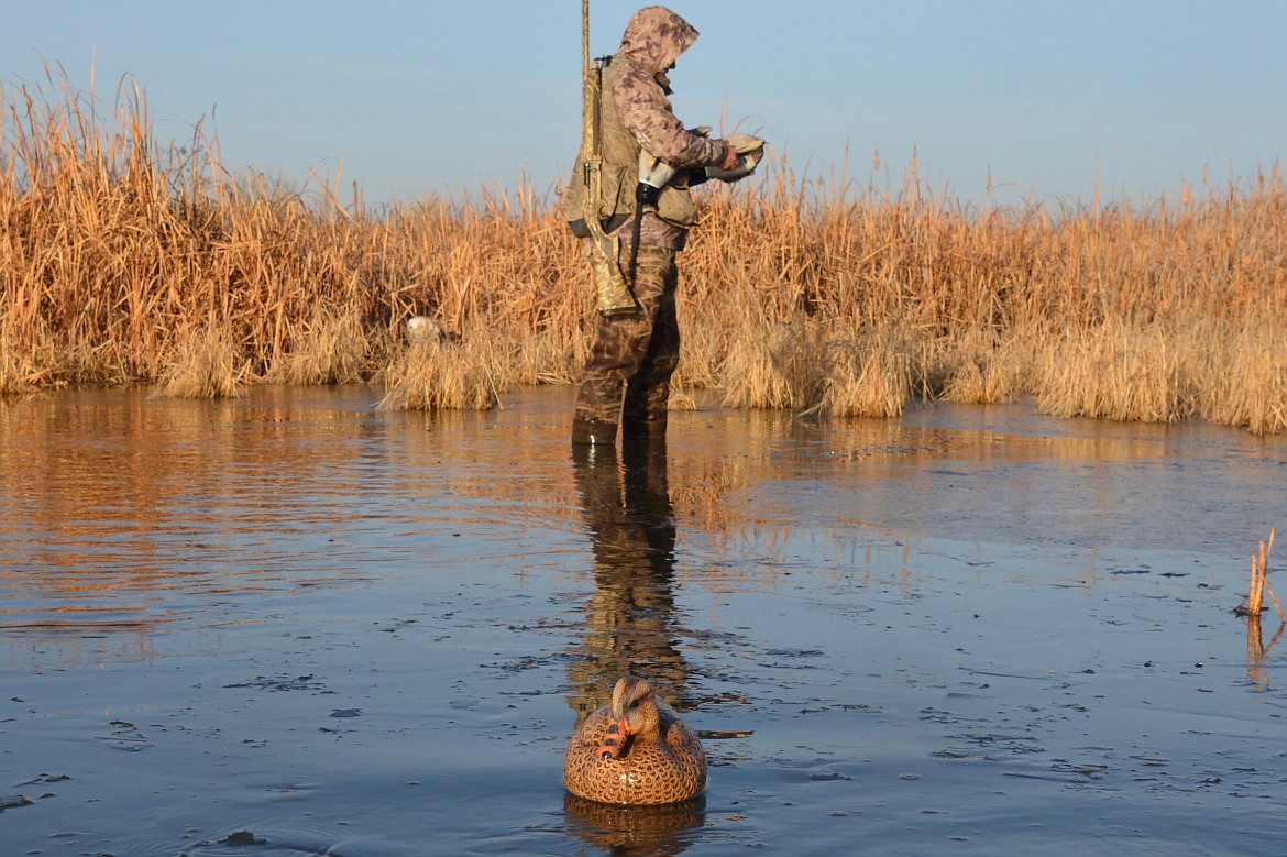 DFG/Brian Pearson
Setting out decoys at Roswell Marsh Wildlife Habitat Area.