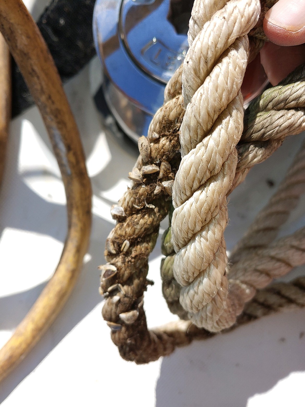 Photo courtesy Idaho State Department of Agriculture
This photo shows moist and intact mussels found attached to anchor rope contained in the anchor hold.