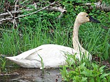 Idaho's first swan season opens Oct. 19