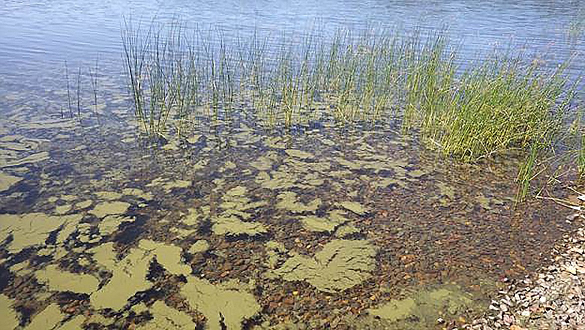 Officials from the Idaho Department of Environmental Quality are slated to address the Idaho Lakes Commission on the matter of harmful algal blooms in the Panhandle on Tuesday. This image shows a bloom on Lake Cocolalla.