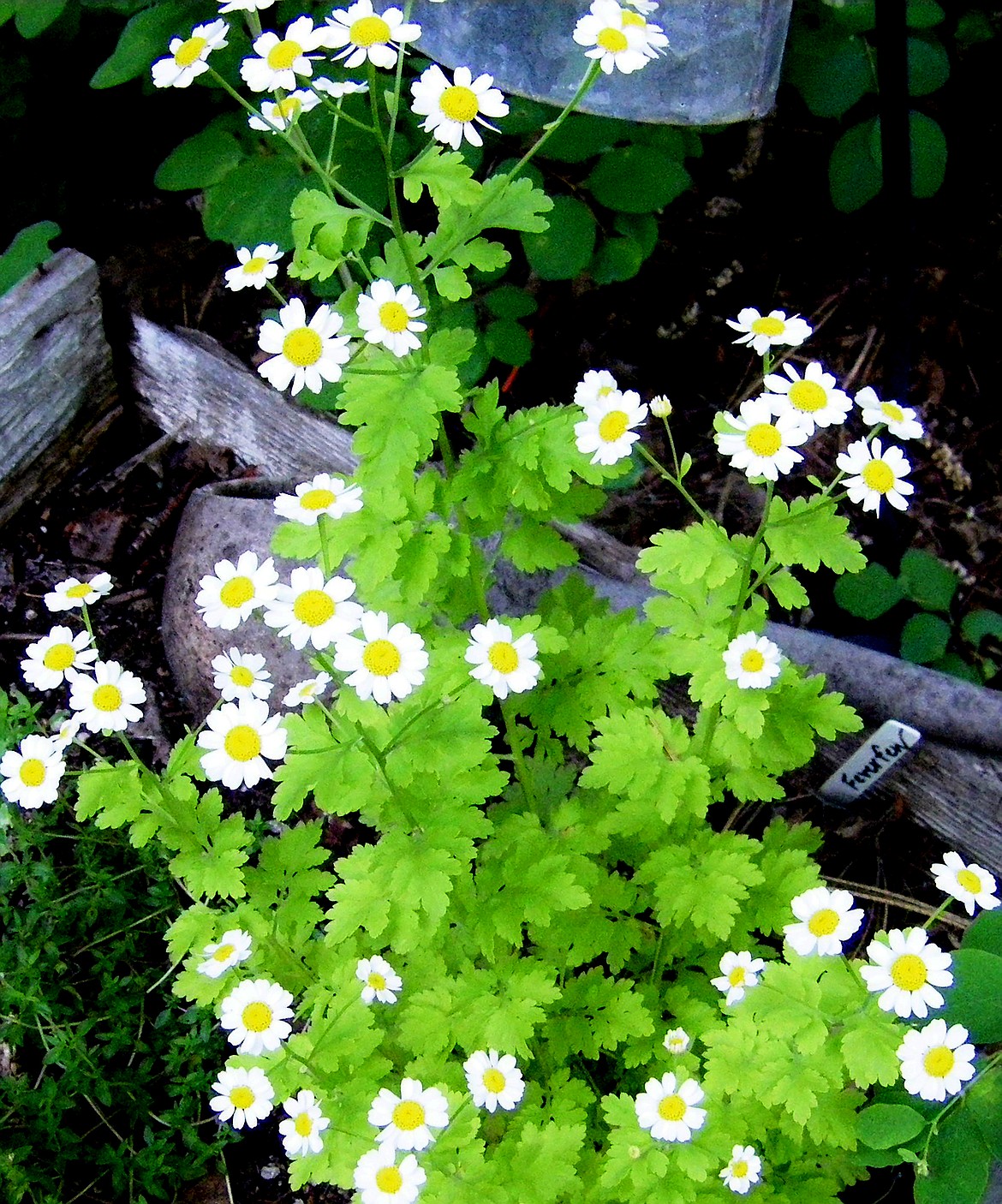 Feverfew, a treasured old medicinal, makes a sweet focal point as an ornamental.