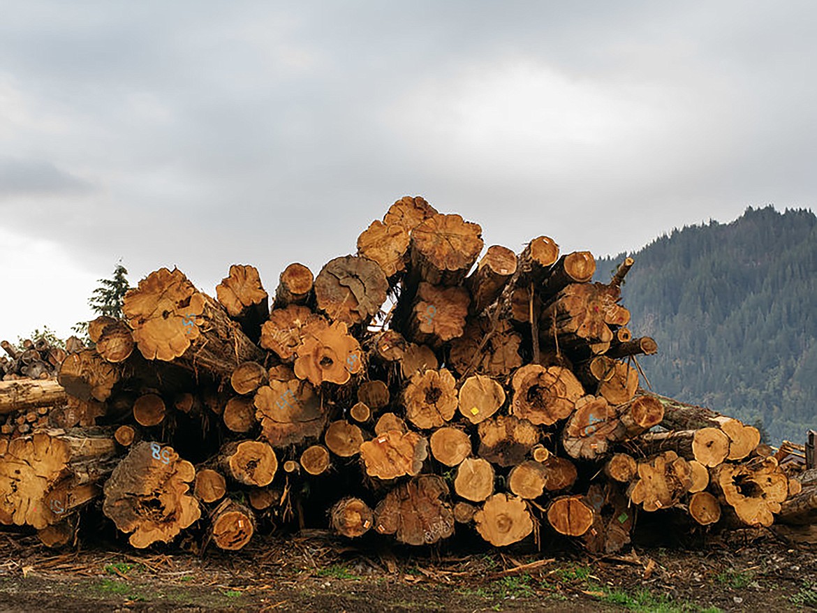 A stack of logs await the next stage of the lumber process for Alta Forest Products.