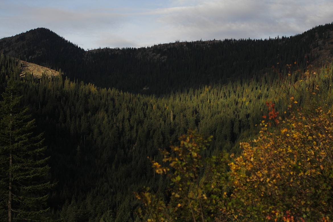 A view from a site where Dunkel Logging is working.