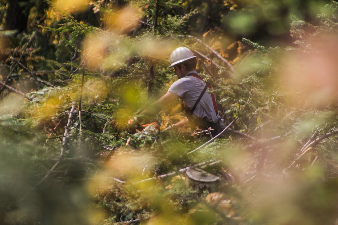 A logger for Dunkel Logging works on a job site.