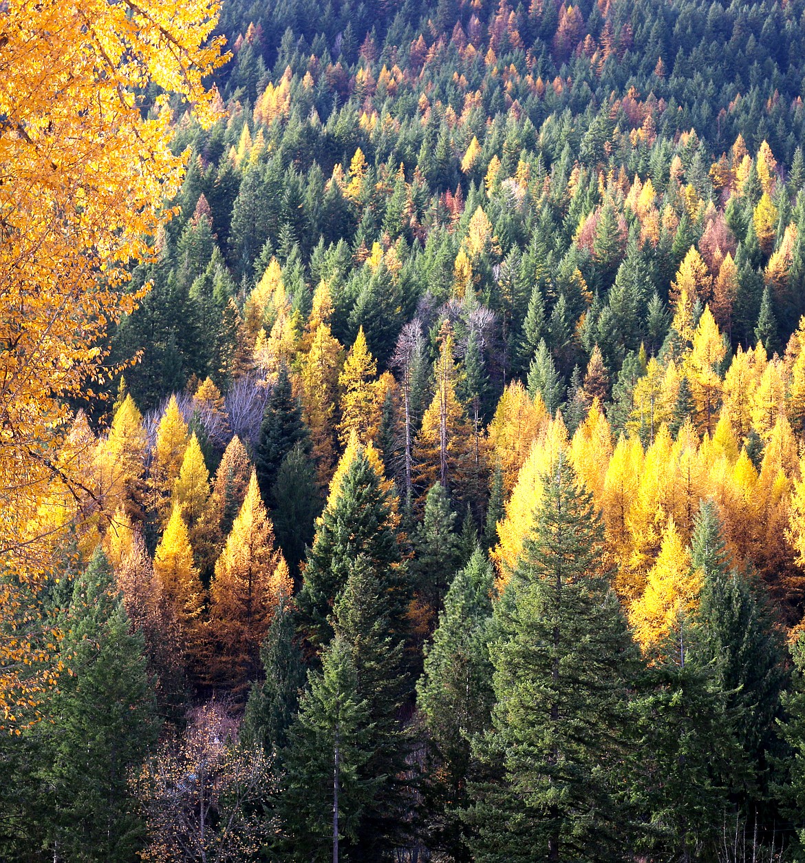 National forests continue to be a source of income for Idaho’s counties — even if it isn't as much as it has been in the past.