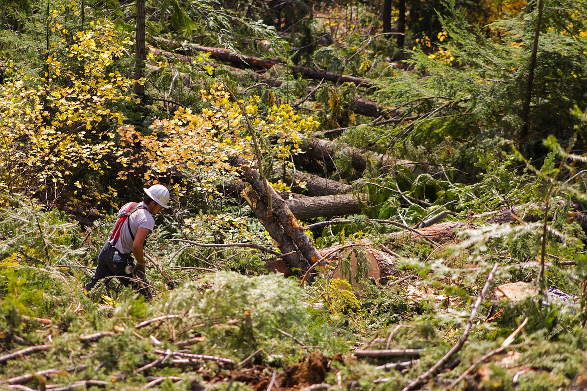 A logger works in the woods. In assessing Idaho Department of Lands ownership and harvest data, values are estimated at $400/MBF for mill delivered logs and $600MBF for milled products.