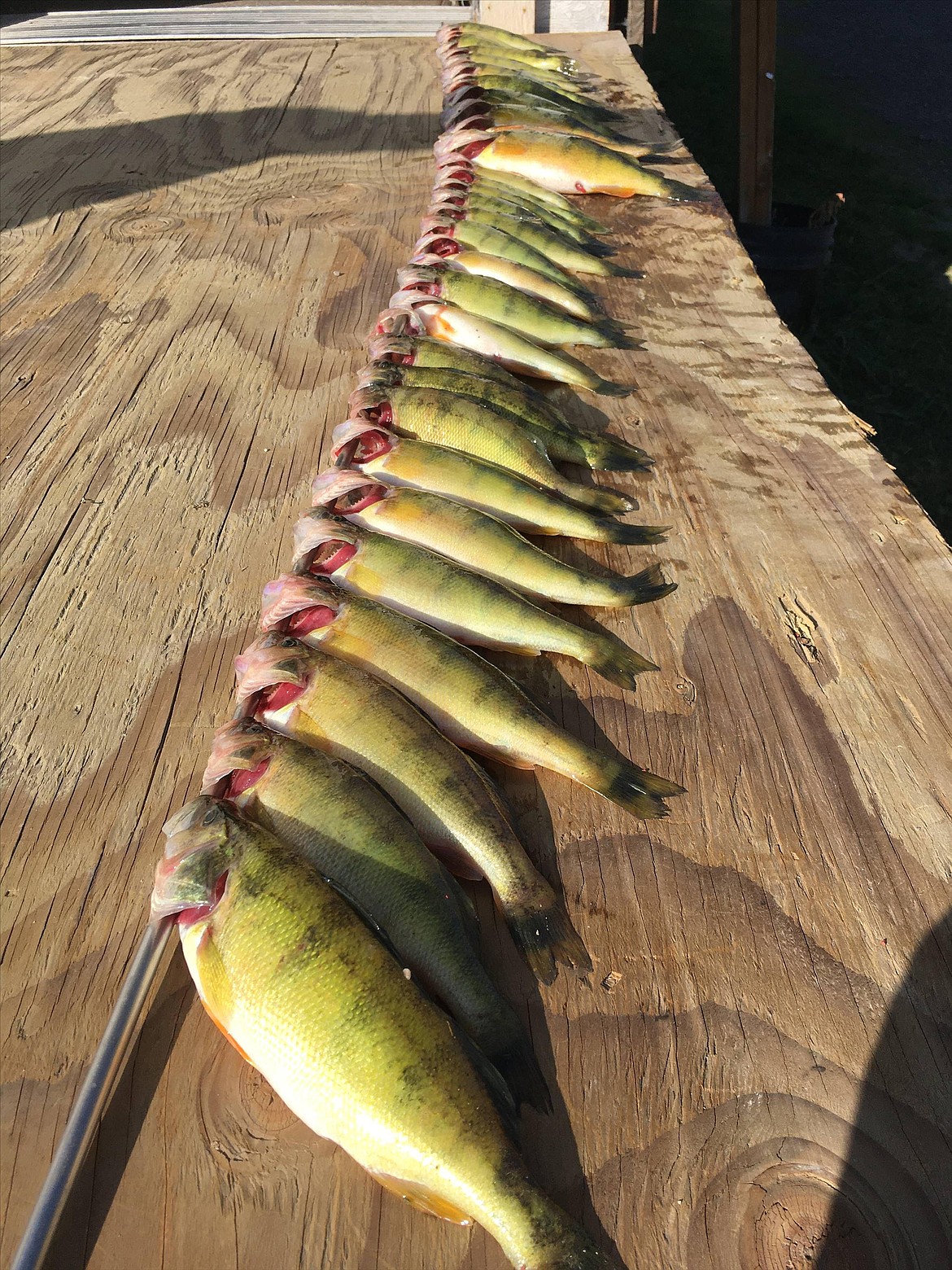 A string of perch pulled from Elmo Bay on Oct. 2. (BK Zimmer)