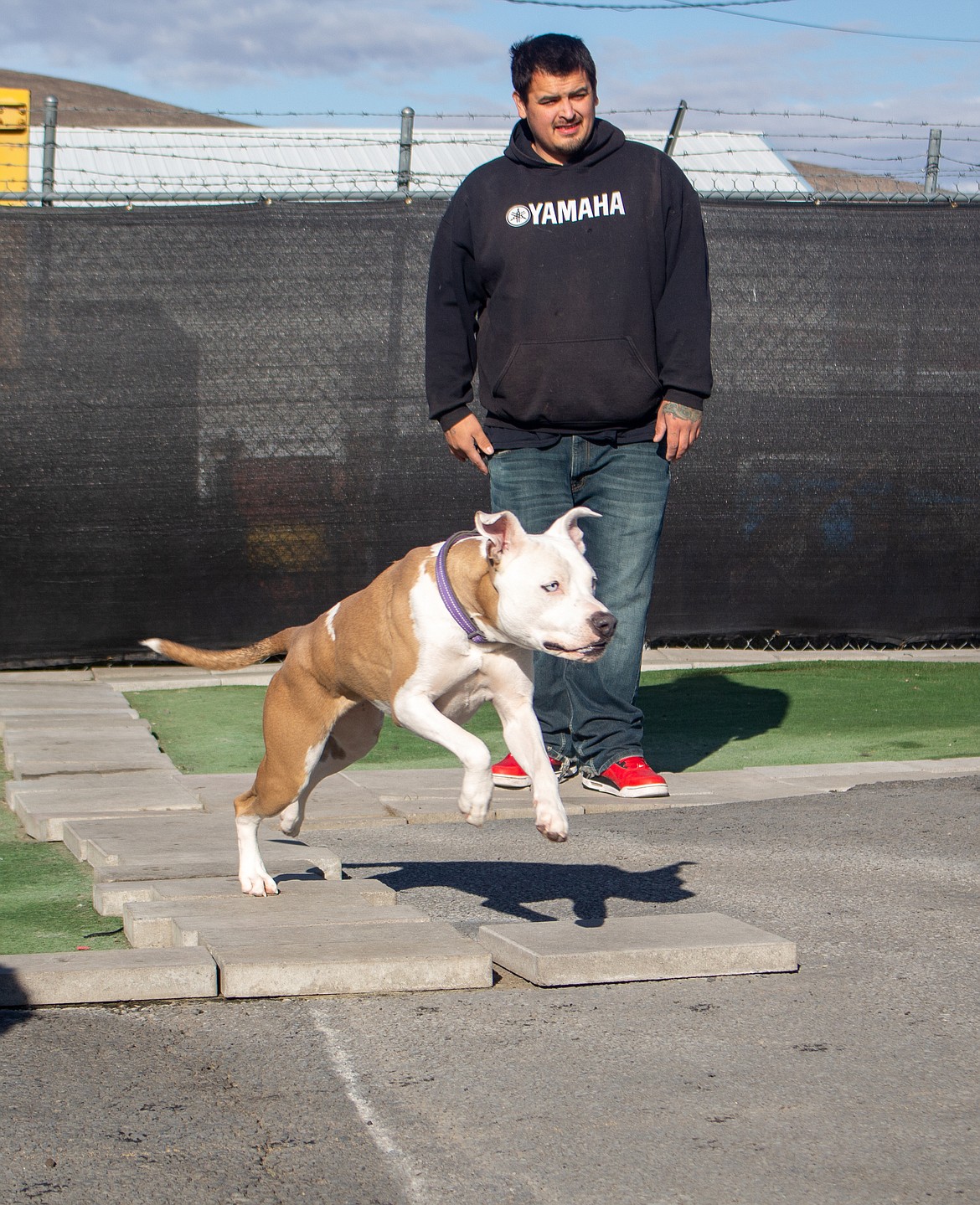 Beck 'n Call Pet Center assistant manager Rolando Gonzalez watches as pit bull, Astrid, jumps with joy as he plays outside on Wednesday, Oct. 21.
