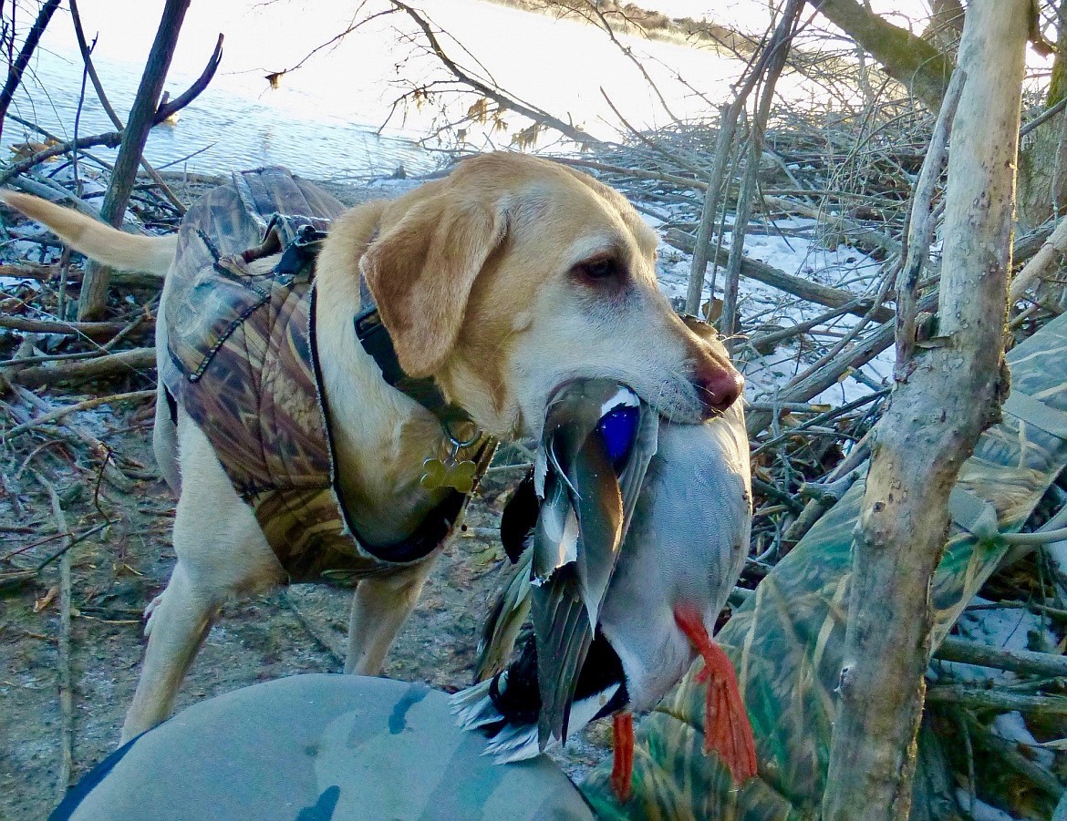 Roger Phillips/Idaho Fish and Game
A duck-hunting dog on the Snake River.