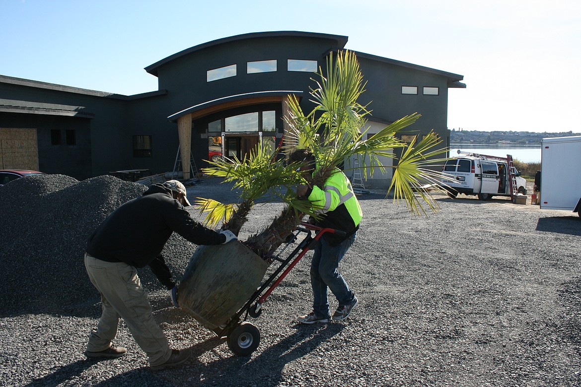 Landscapers Juan Flores (left) and Greg Bong of Lone Pine Nursery, Quincy, move a palm tree into a new house on Moses Lake. Home construction is booming in Grant County, at all price levels, of individual homes and large and small developments.