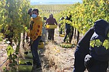 Breath of relief: Local vineyards appear free of 'smoke taint'