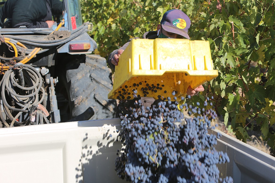 A worker dumps a bin of sangiovese grapes into a larger container which are labeled with the winery that they'll be shipped to for fermentation into wine.